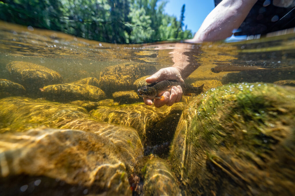 brooke trout underwater