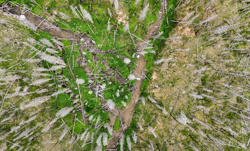 aerial shot of forest recovering from a wildfire