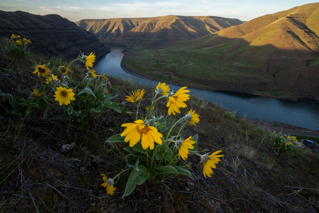 springtime on the snake