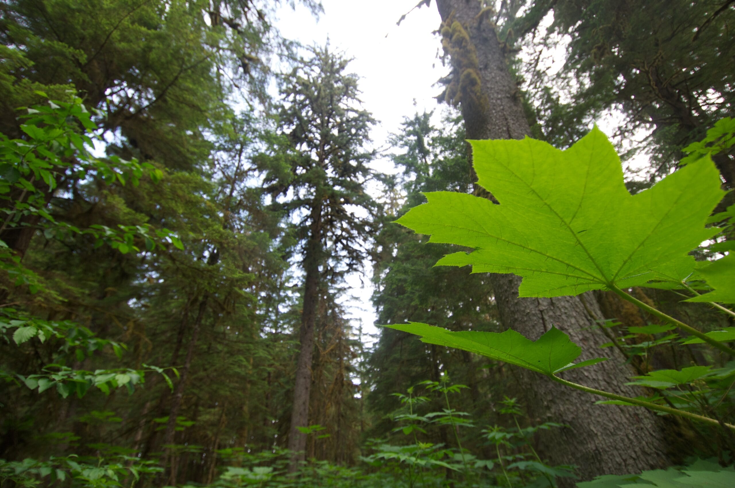 looking up through the trees to the sky