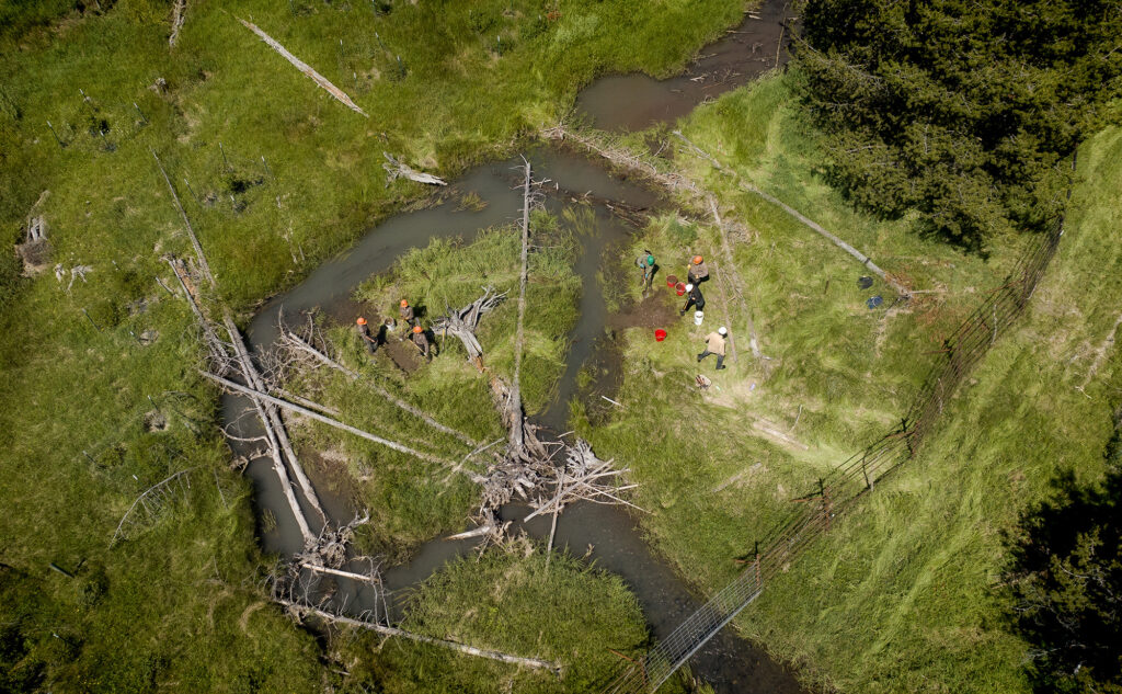sheeps creek beaver dam analog youth restoration project