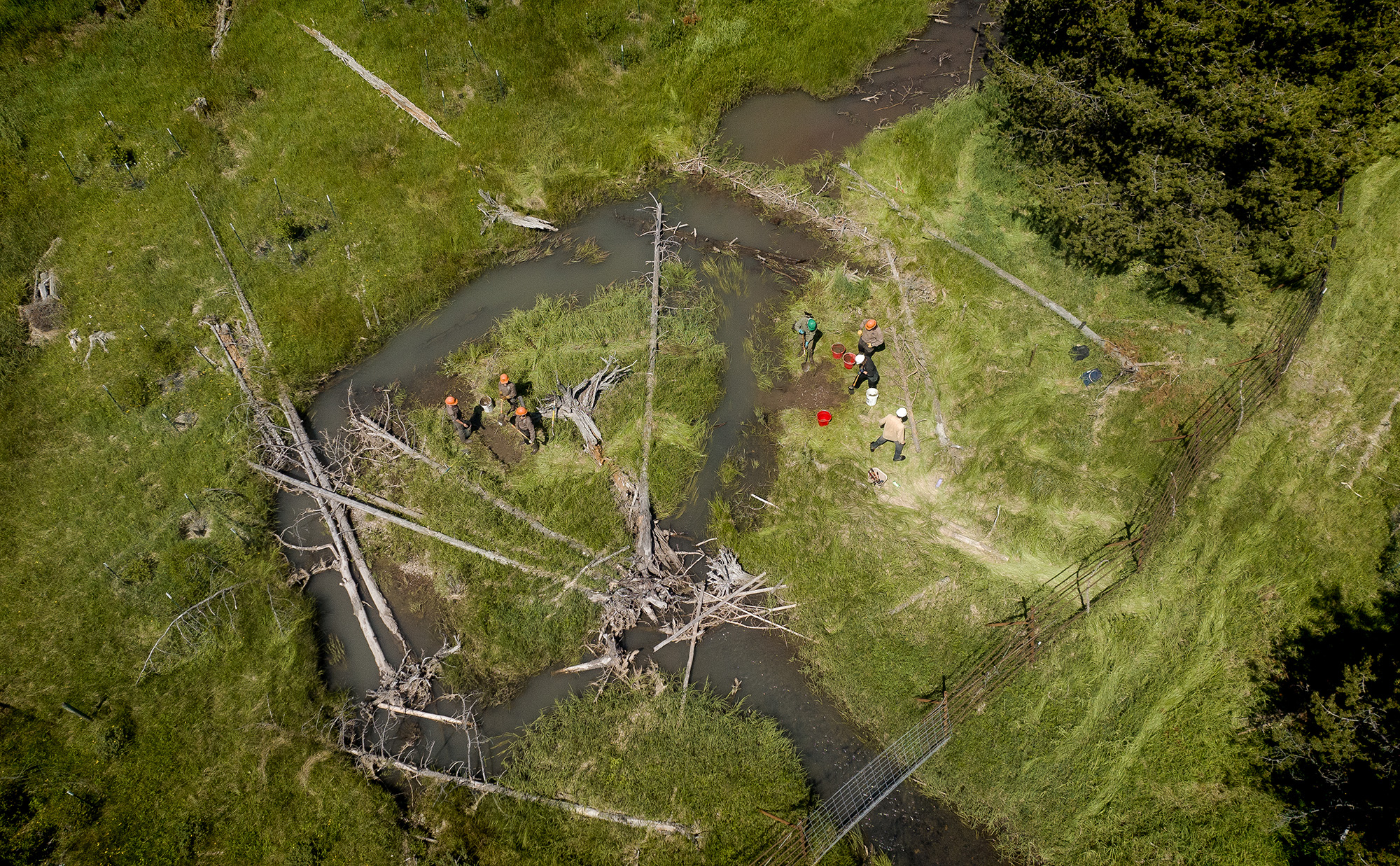 sheeps creek beaver dam analog youth restoration project