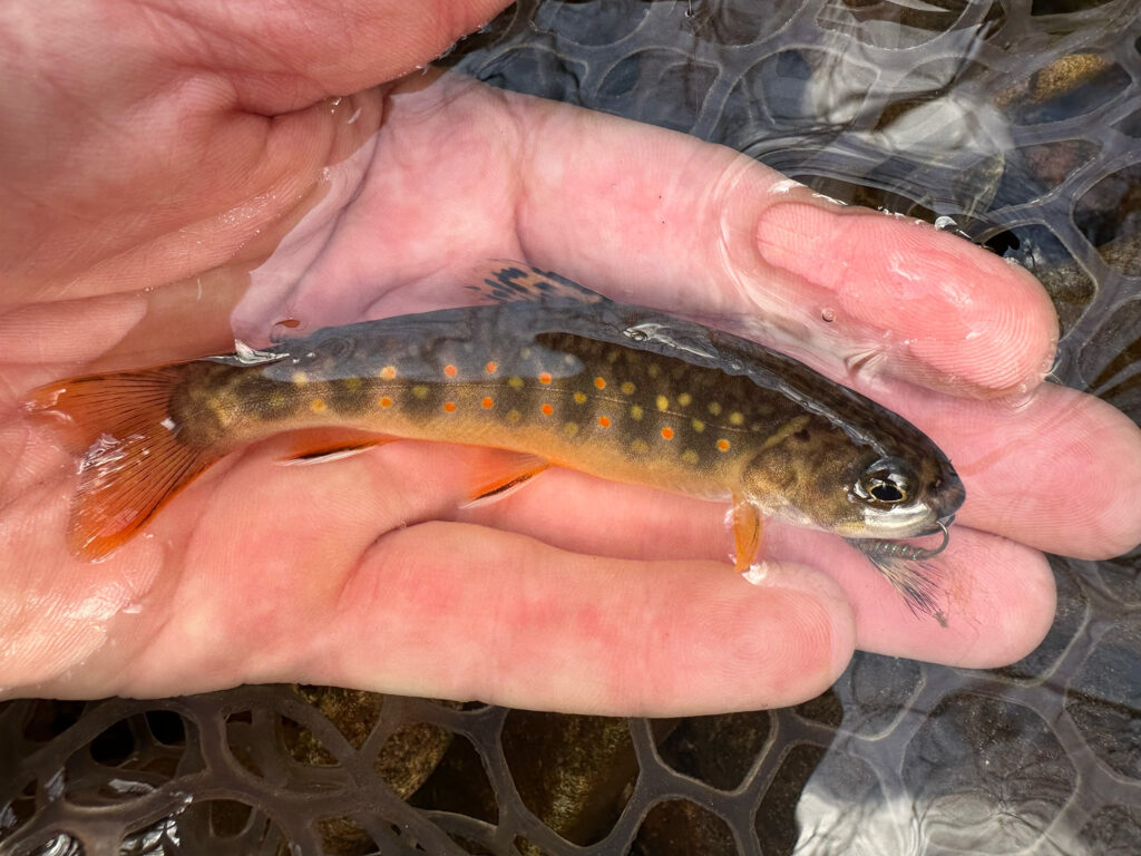 tiny brookie in palm of angler's hand in the water