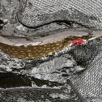 pike can be a great catch on a fly rod