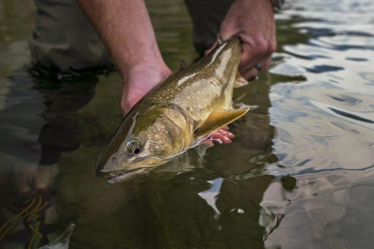 Bull trout in the net