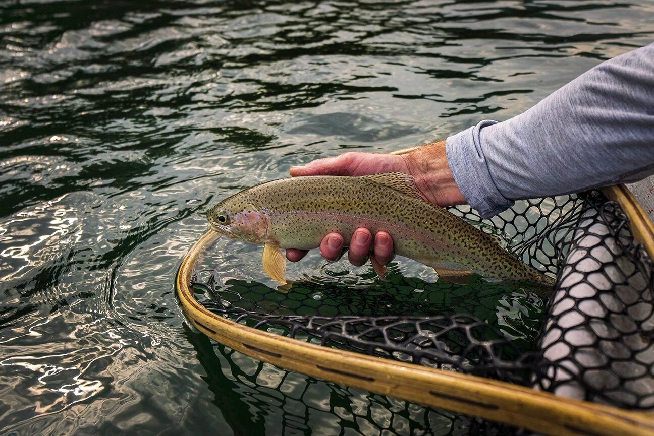 Rainbow trout caught on the Yaak River