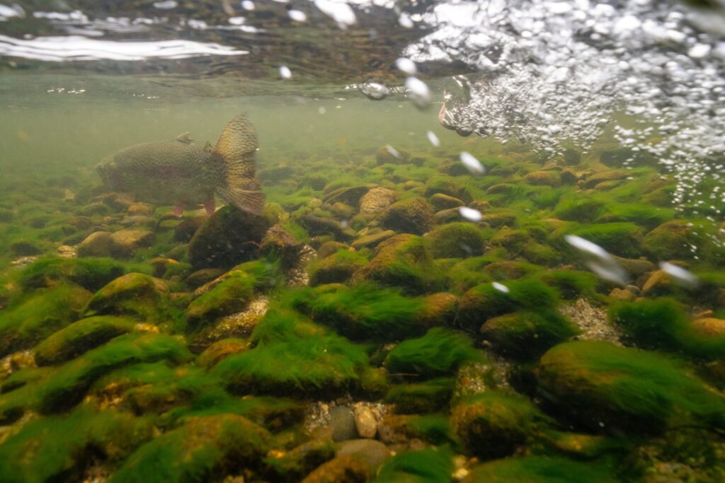 bubbles underwater from a scuba tank