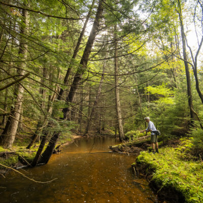 low warm creek, not good for fly fishing trout