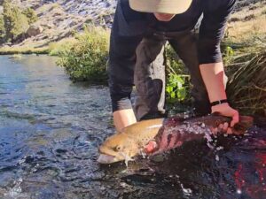 large brown trout at hot creek, ca