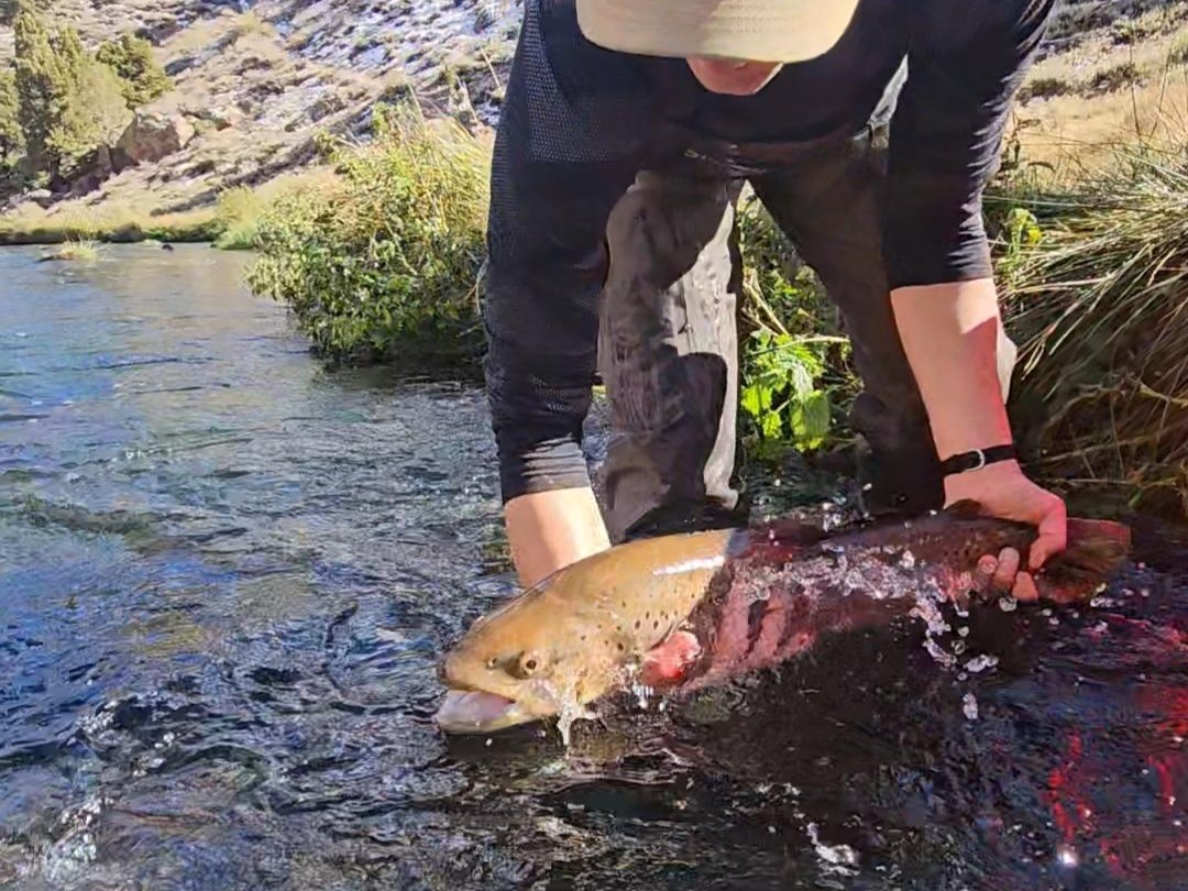 large brown trout at hot creek, ca
