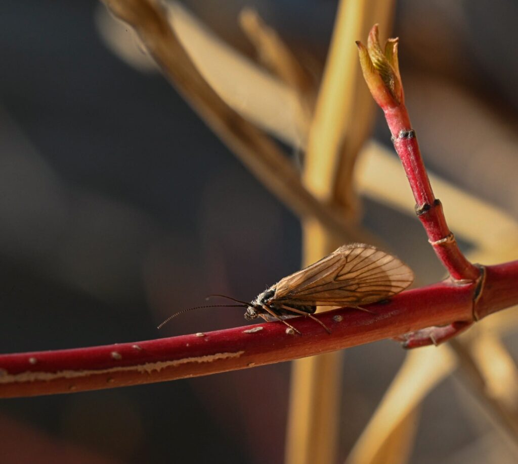 Does your caddis look similar to the ones flying or crawling on the shore vegetation