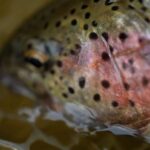 trout close up photo