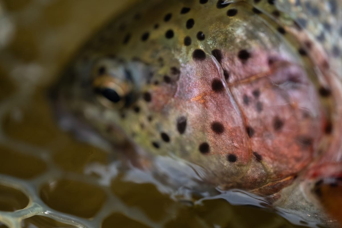 trout close up photo