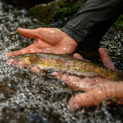 Lahontan cutthroat trout
