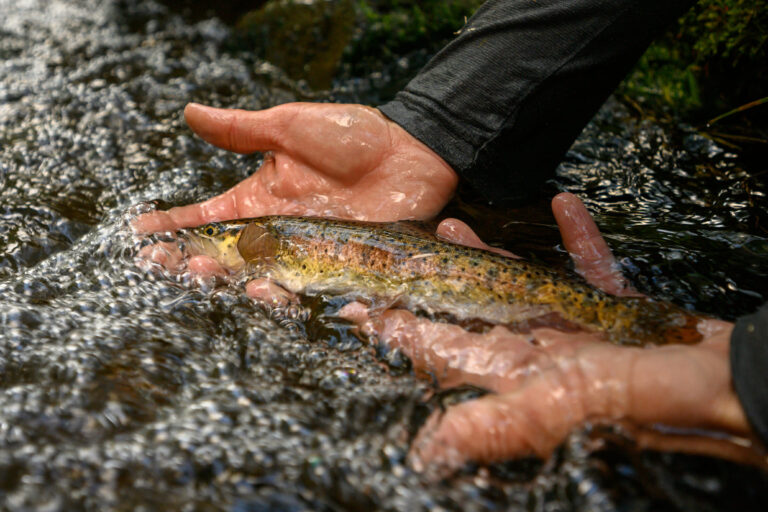 A champion for one of the Lahontan cutthroat’s last native holdouts