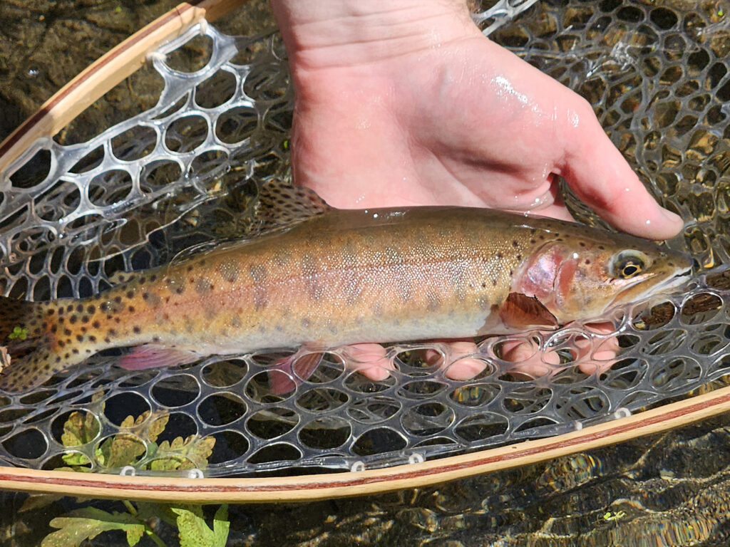 Lahontan Cutthroat Slinkard Creek