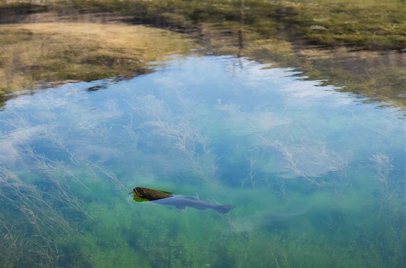 look at the surface for fish rising and for shadows