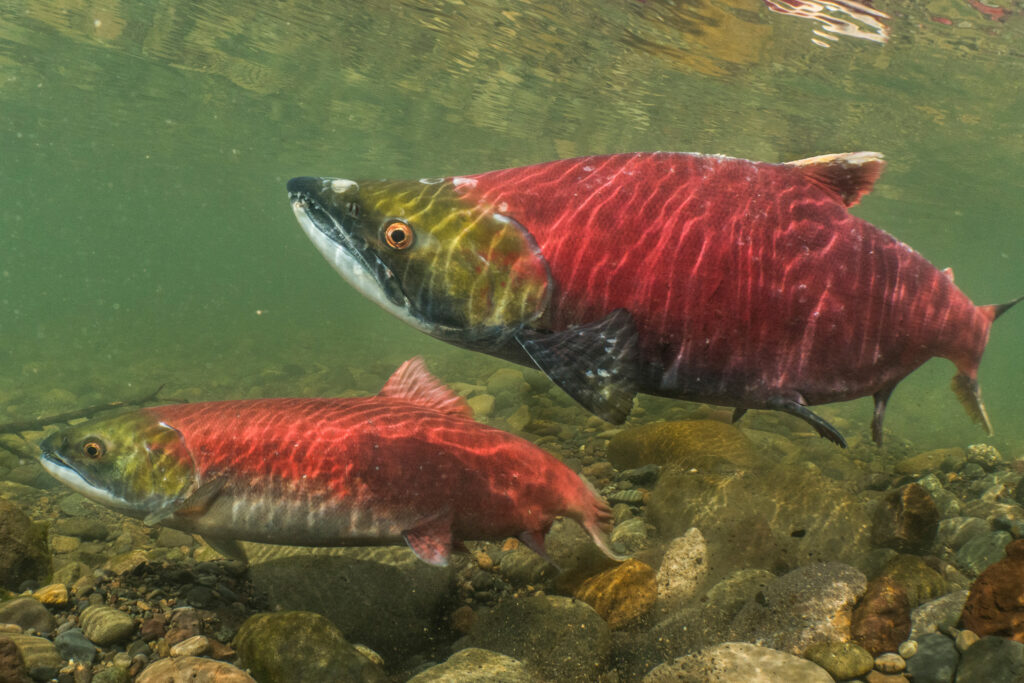 sockeye salmon