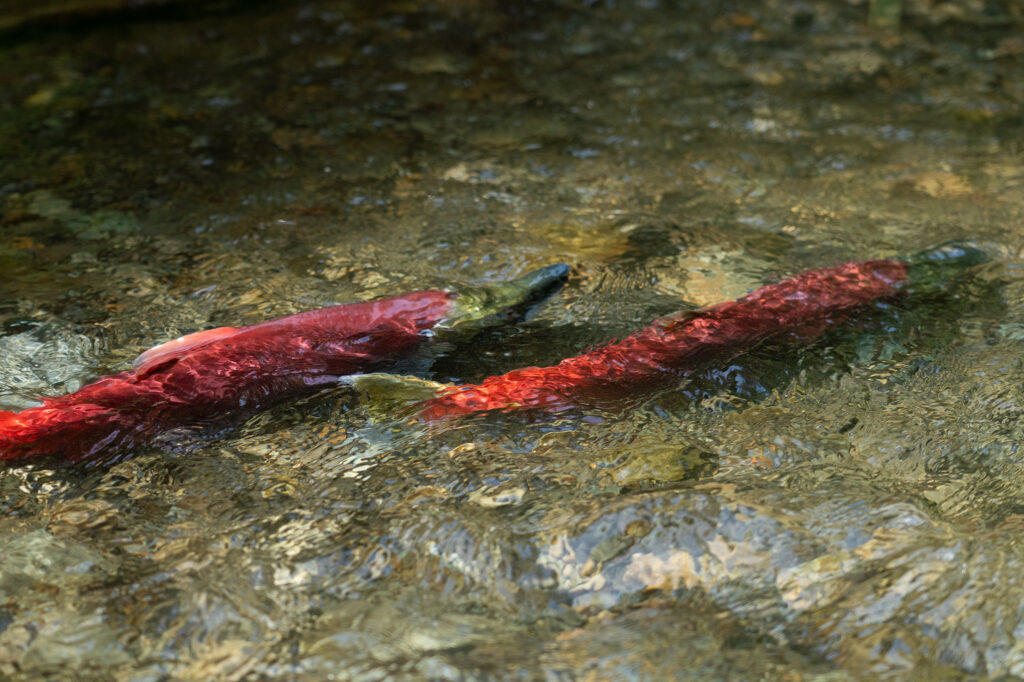 sockeye salmon spawning