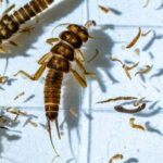 close up of nymphs think like a bug when fishing