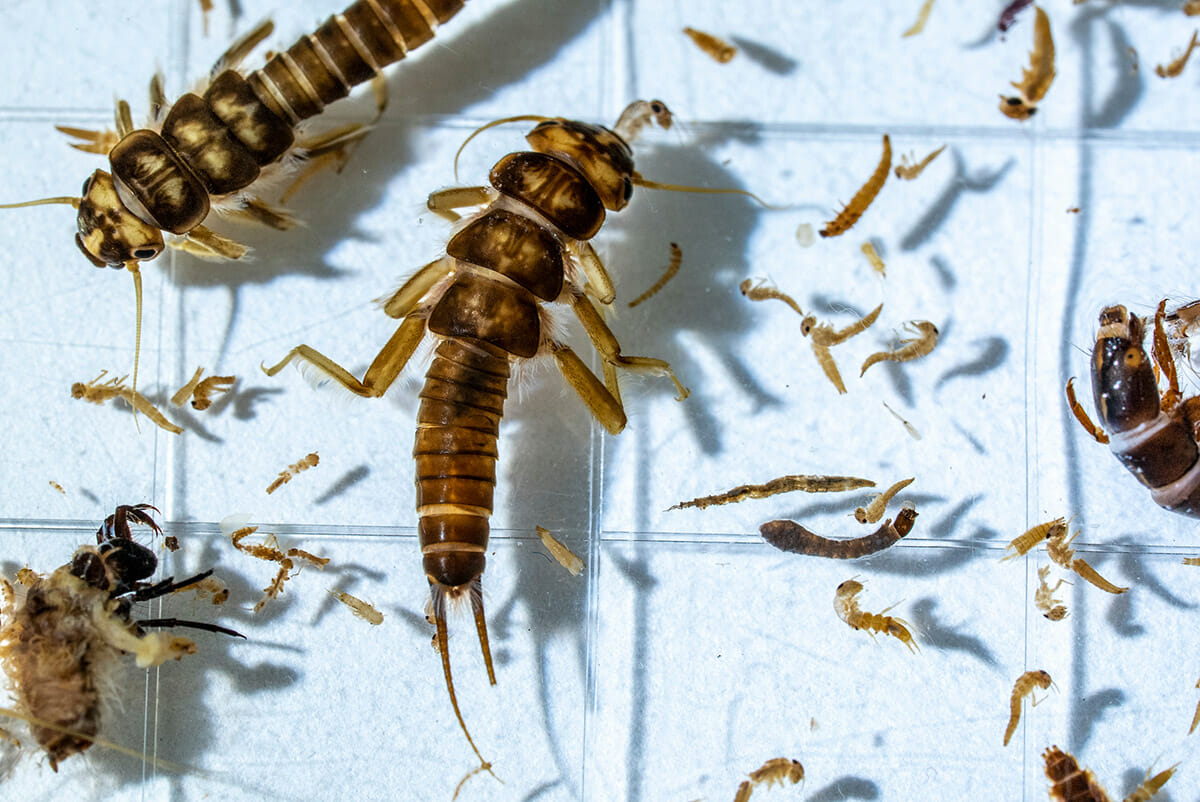 close up of nymphs think like a bug when fishing