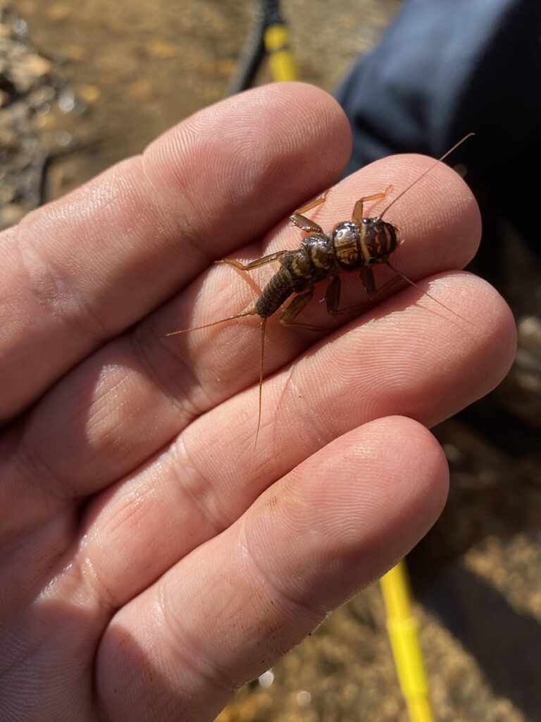 This stonefly nymph is a good sized meal for a trout