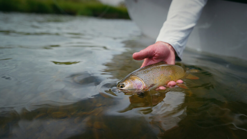 upper teton cutthroat release