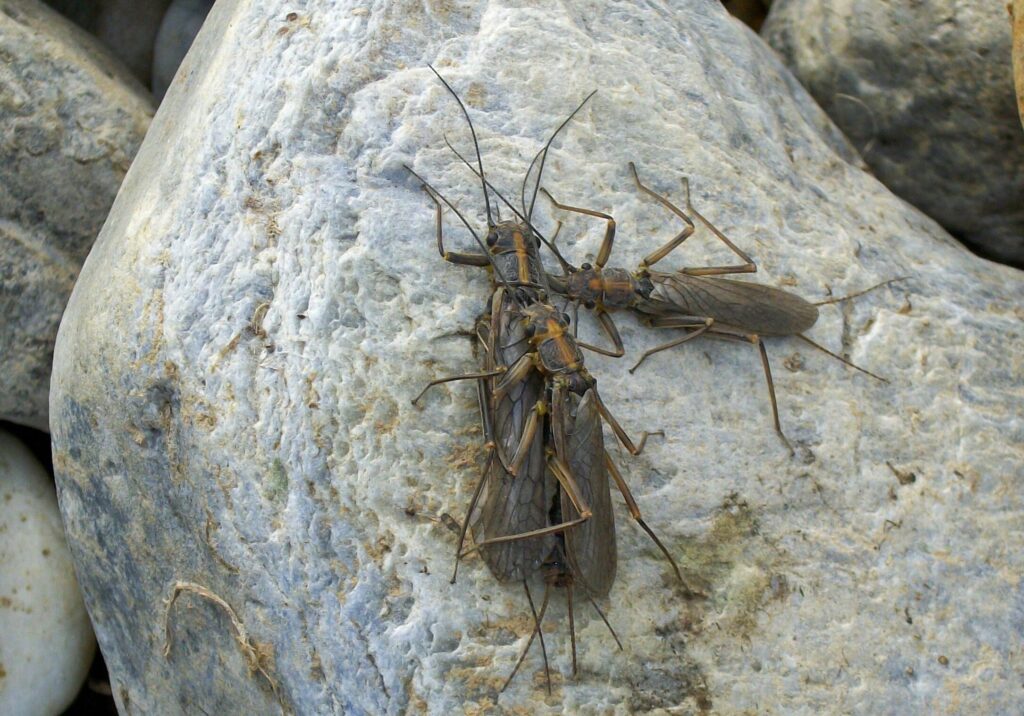 close up of nymph
