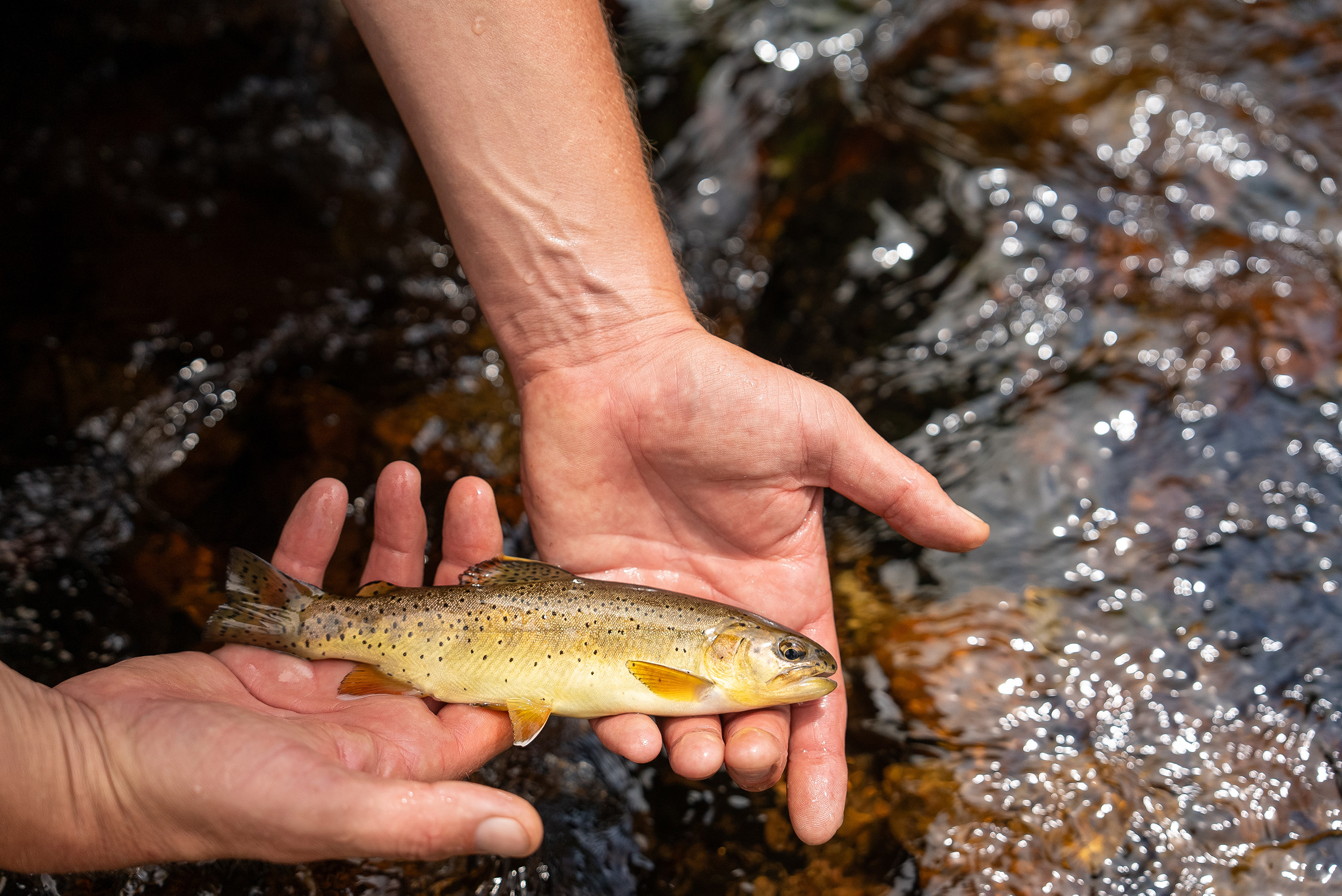 apache trout in hands just above stream