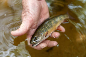 brook trout