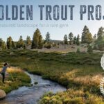 Golden trout film thumbnail