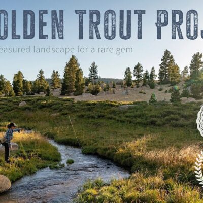 Golden trout film thumbnail