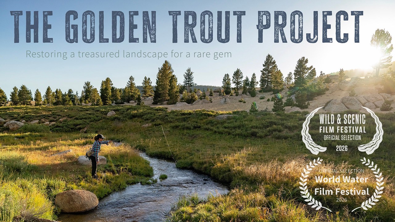 Golden trout film thumbnail