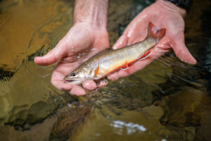 brook trout