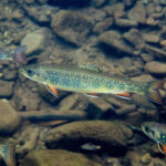usfws young brook trout ryan hagerty 2019