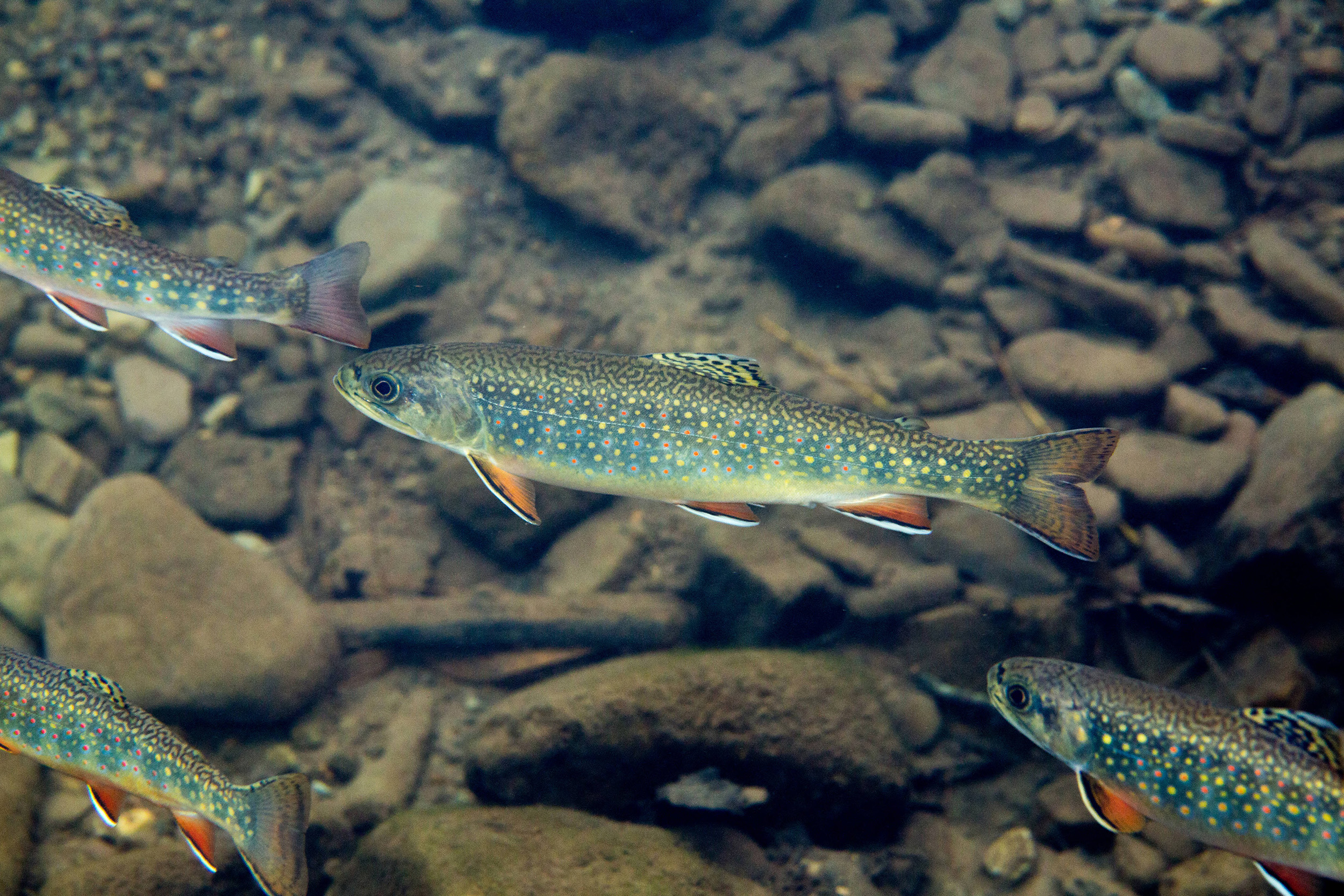 usfws young brook trout ryan hagerty 2019