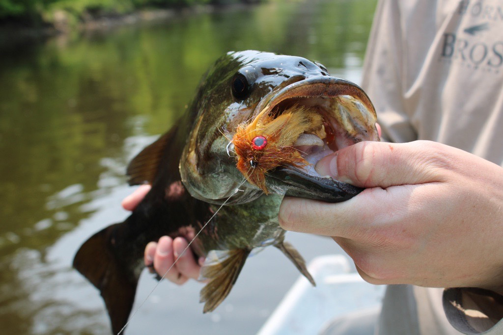 close up of smallmouth bass caught on Game Changer by Blane Chocklett