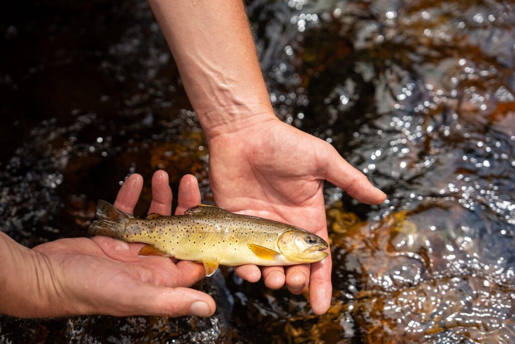 close up of apache trout