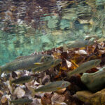 school of small fish