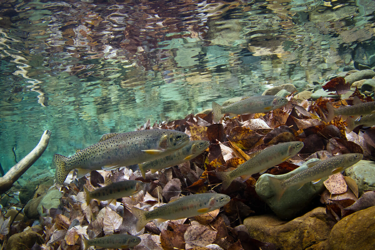 school of small fish