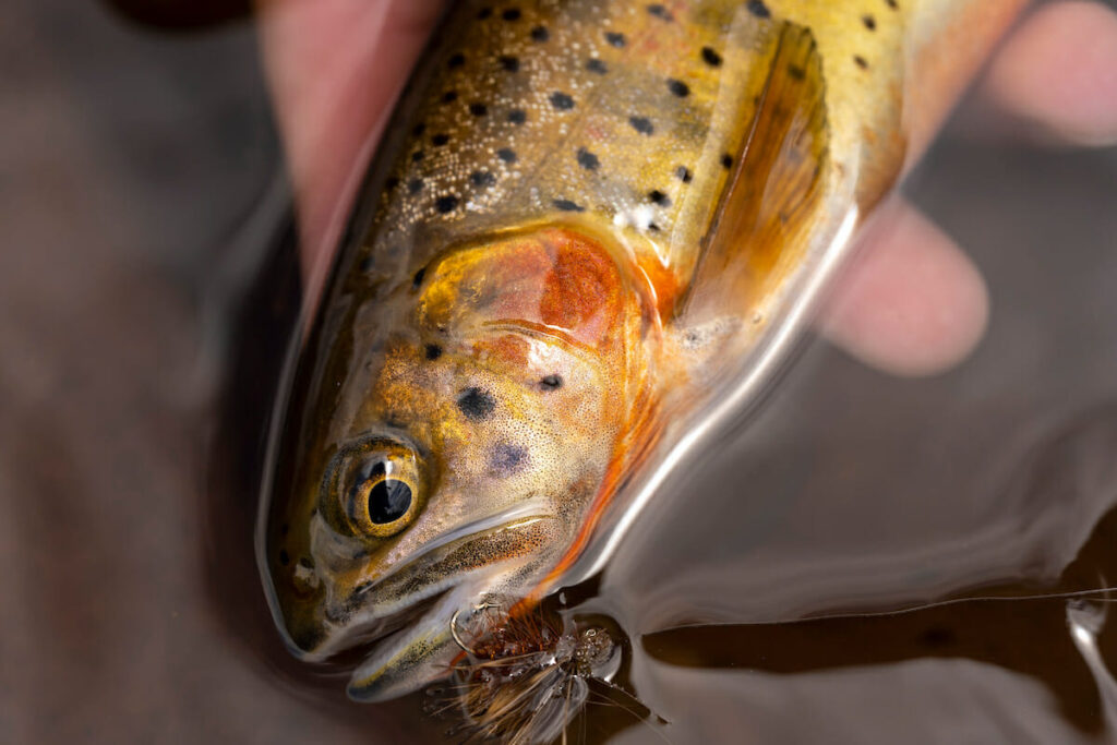 close up of colorado river cutthroat