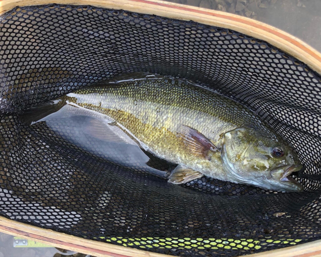 smallmouth bass in a net
