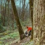 cutting trees to add to stream restoration