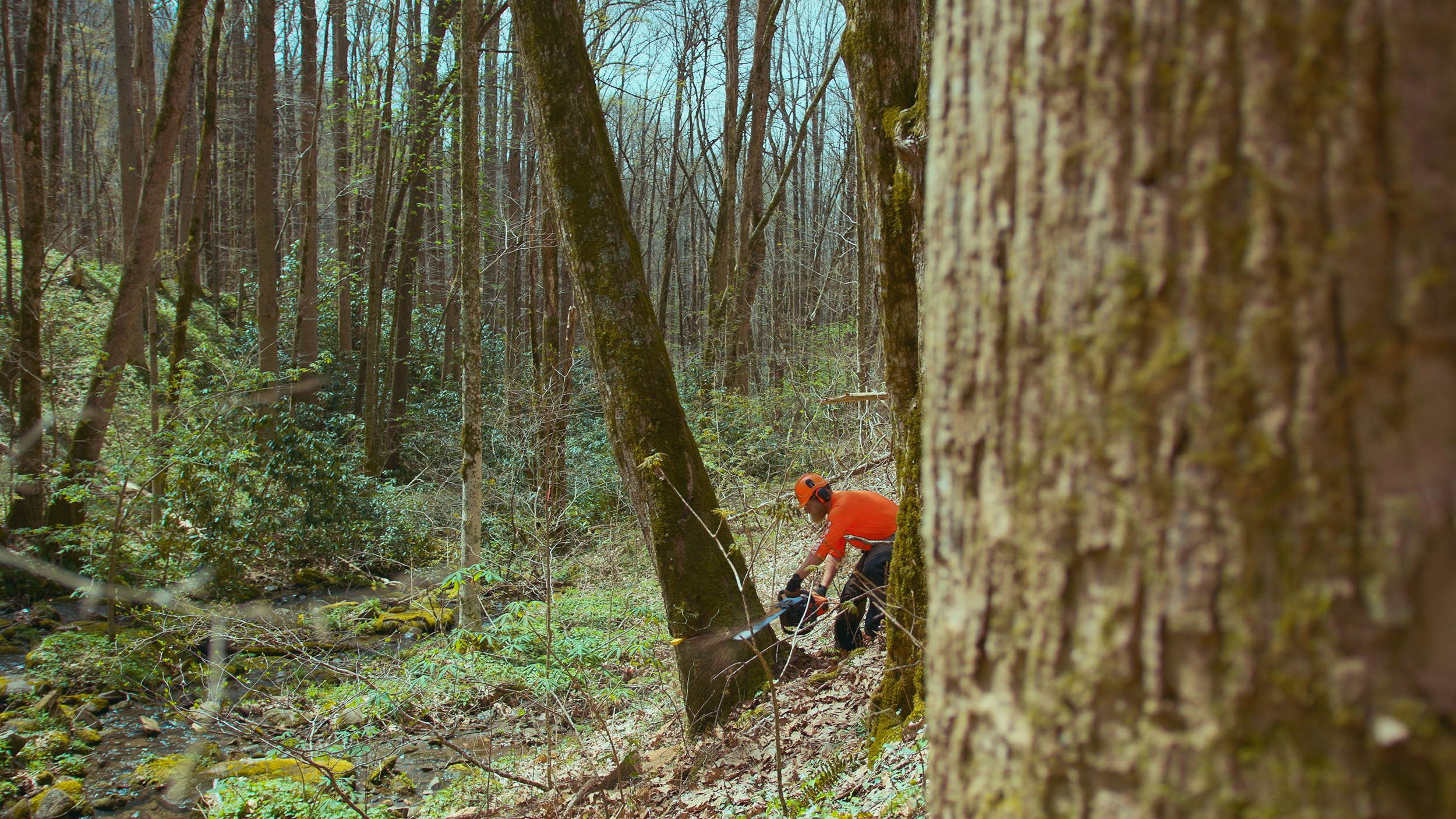 cutting trees to add to stream restoration