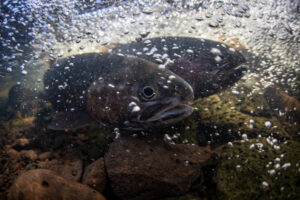 eagle lake rainbows underwater