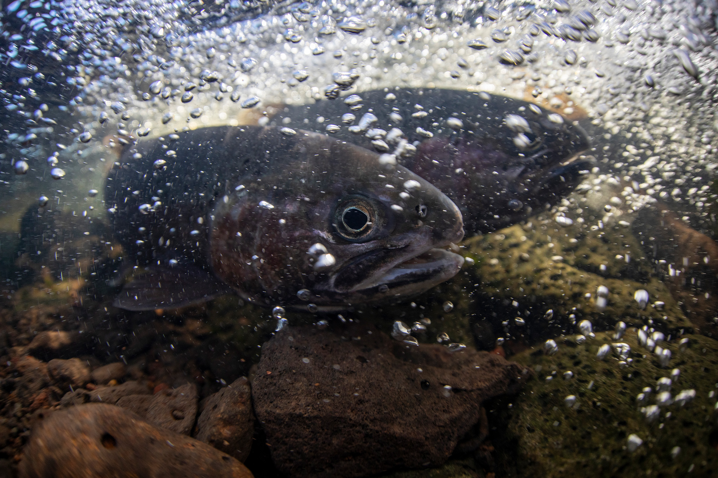eagle lake rainbows underwater