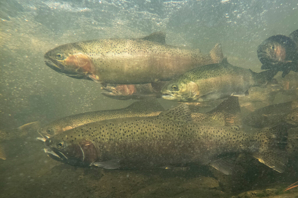 eagle lake rainbow trout