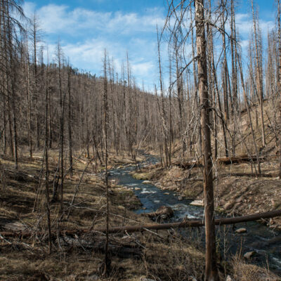 small stream flowing through wildfire burn scar