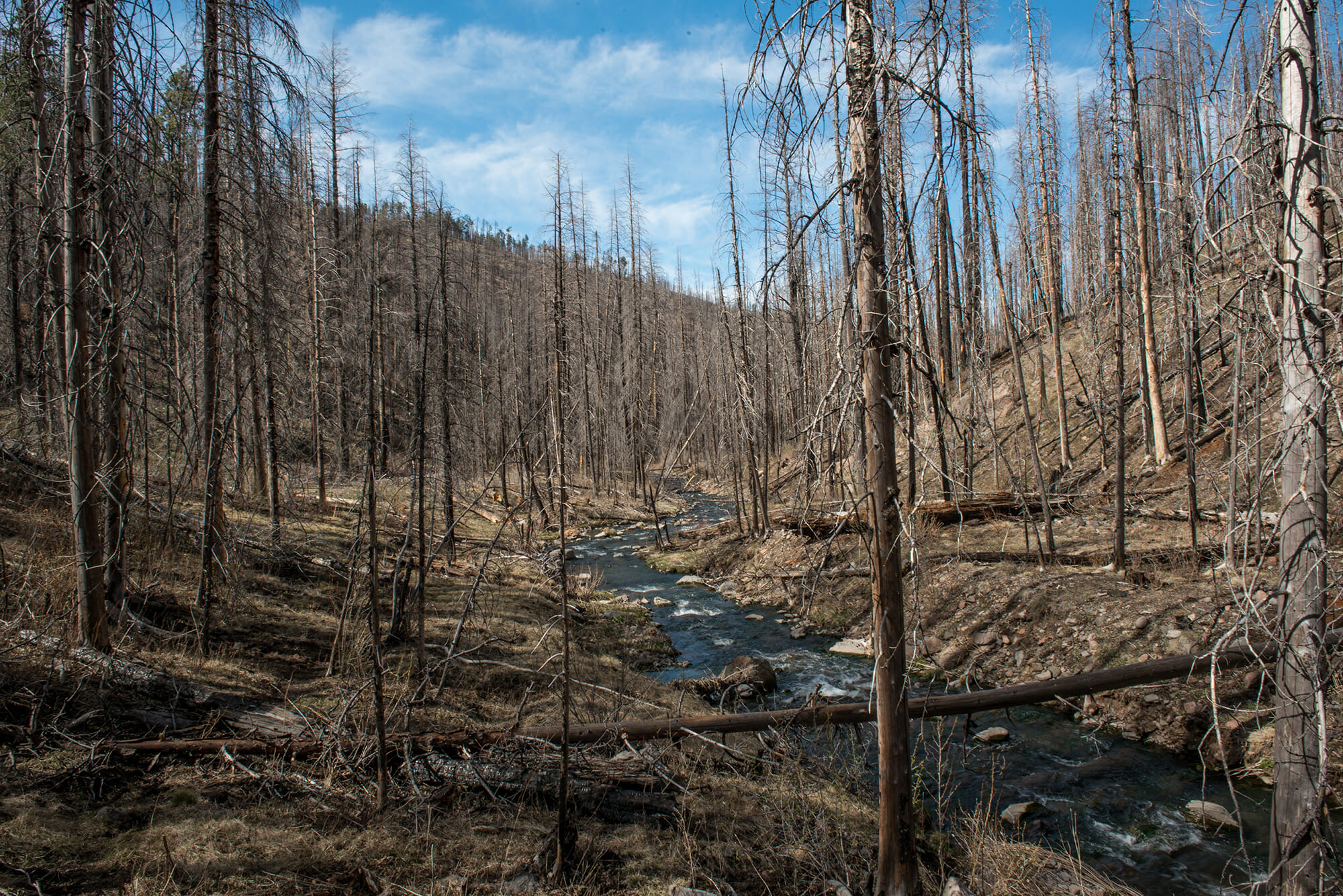 small stream flowing through wildfire burn scar
