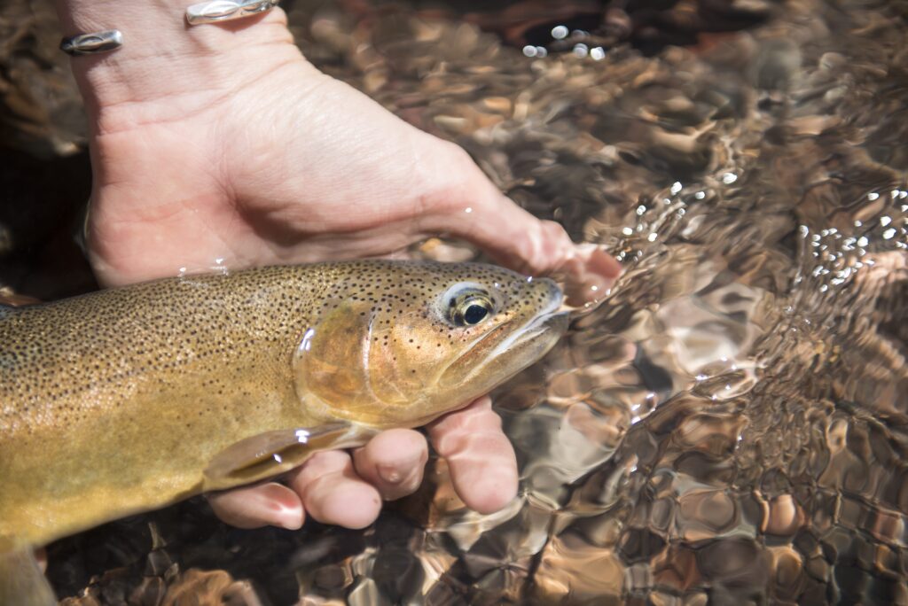close up of gila trout